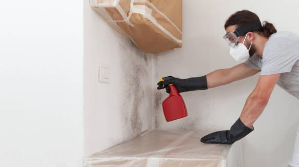 Professional Mold Cleanup technician working in Linden, MI