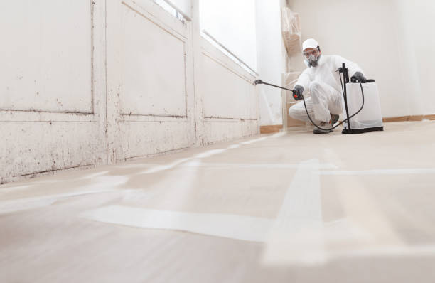 24/7 Emergency Mold Cleanup experts in Linden, MI