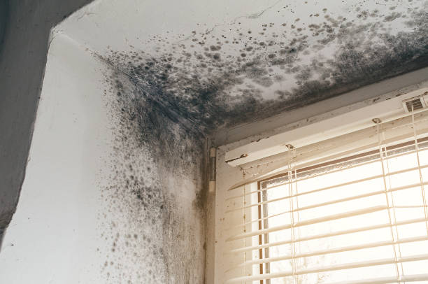 Affordable Mold Cleanup solutions in Linden, MI