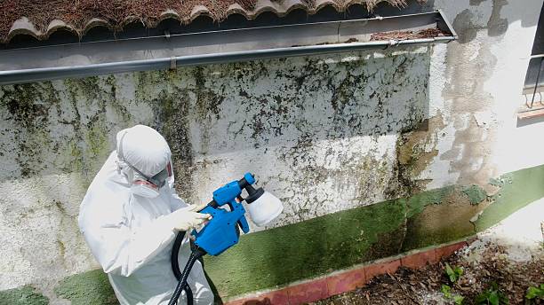 Top rated local Mold Cleanup specialists in Linden, MI